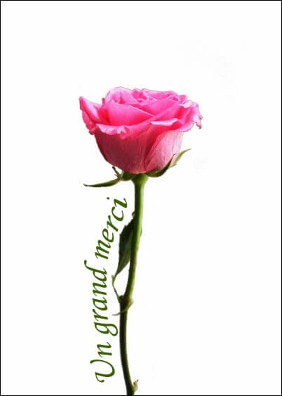 Cartes postales Remerciements : Merci le long d'une rose