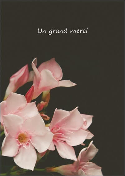 Cartes postales Remerciements de condoléances : Fleurs roses - Un grand merci