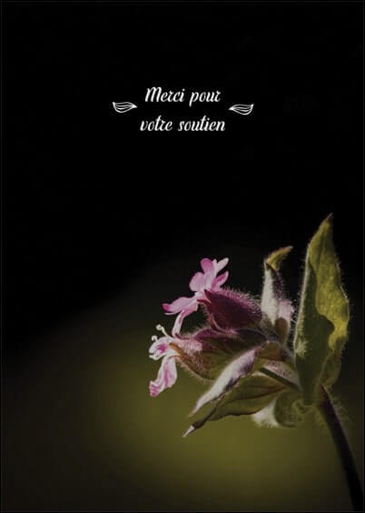 Cartes postales Remerciements de condoléances : Fleurs roses - Merci pour votre soutien