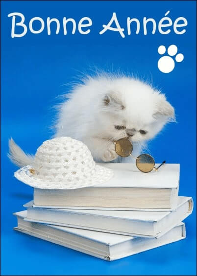 Cartes postales de Voeux de fin d'année : Chaton sur des livres - Bonne année