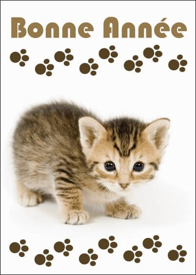 Cartes postales de Voeux de fin d'année : Bonne année - Petit chaton