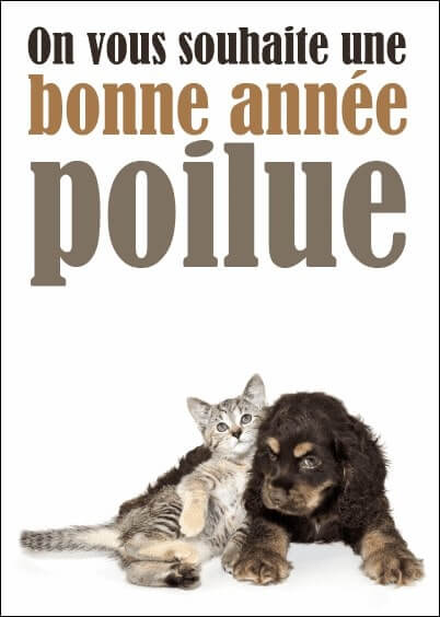 Cartes postales de Voeux de fin d'année : Bonne année poilue - Chien et chat