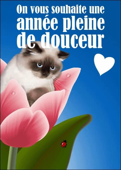 Cartes postales de Voeux de fin d'année : Chat siamois - Année pleine de douceur