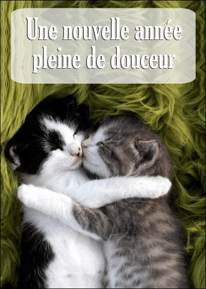 Cartes postales de Voeux de fin d'année : Chatons - Une année pleine de douceur