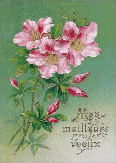 Cartes postales de Voeux de fin d'année : Fleurs roses - Meilleurs voeux Cartes postales de Voeux de fin d'année : Fleurs roses - Meilleurs voeux