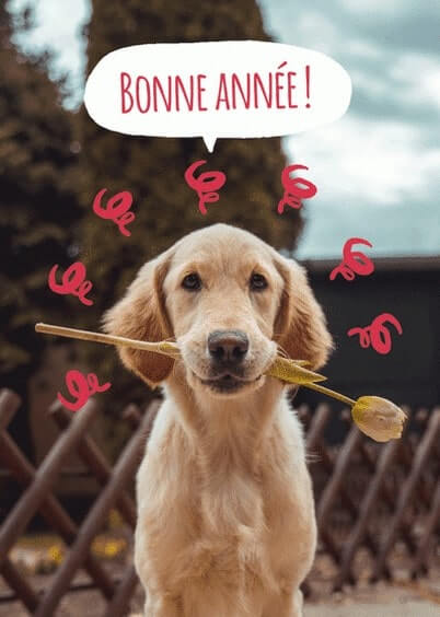Cartes postales de Voeux de fin d'année : Bonne année avec un chien Labrador