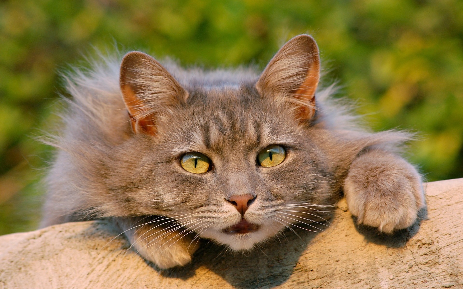 Fonds Décran Chats Chatons Gratuits