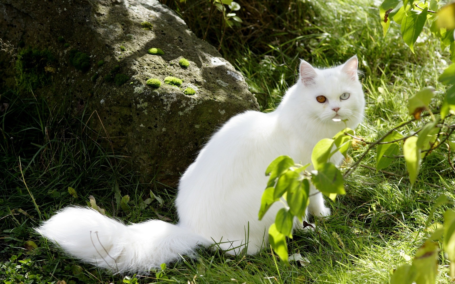 Fonds Décran Chats Chatons Gratuits