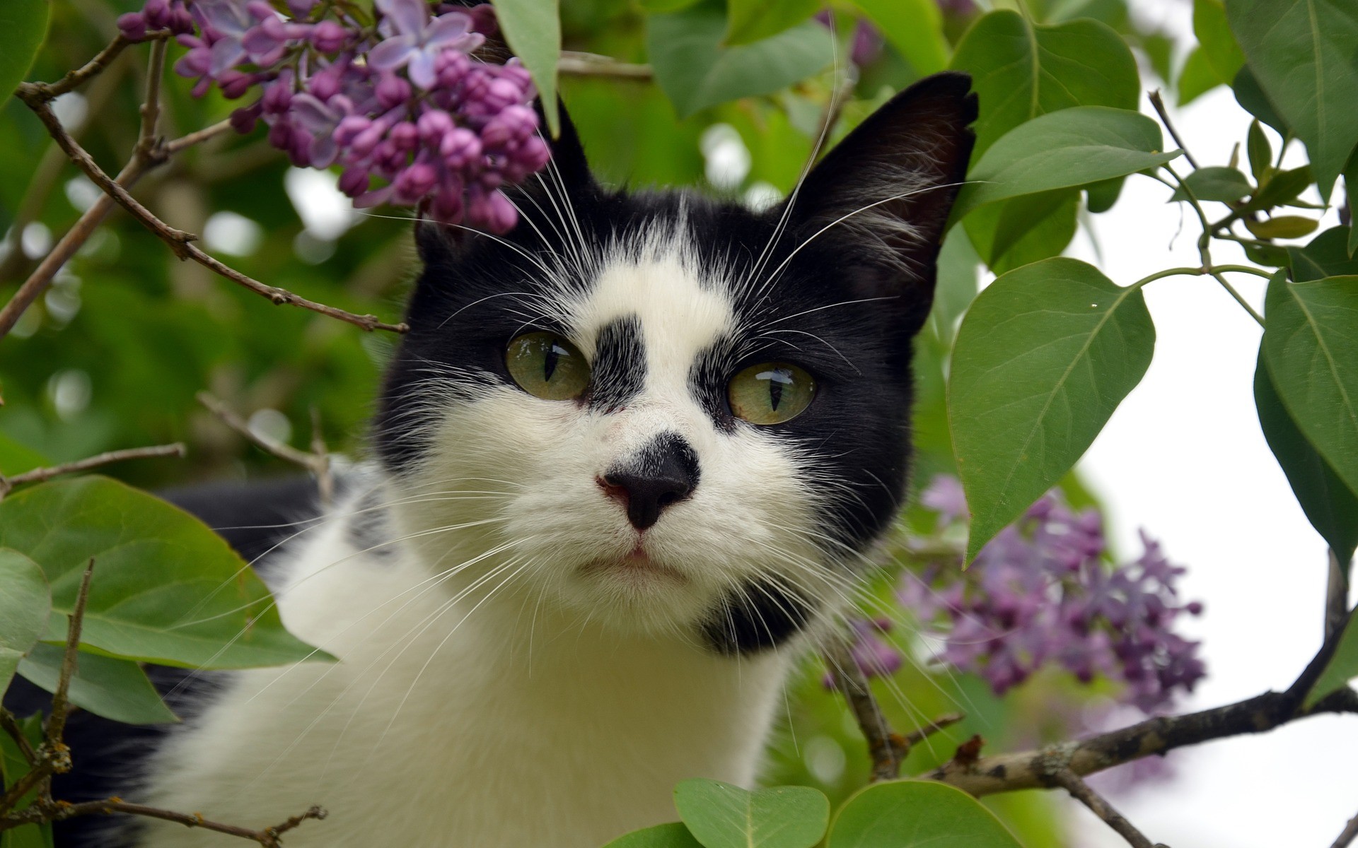 Fonds Décran Chats Chatons Gratuits