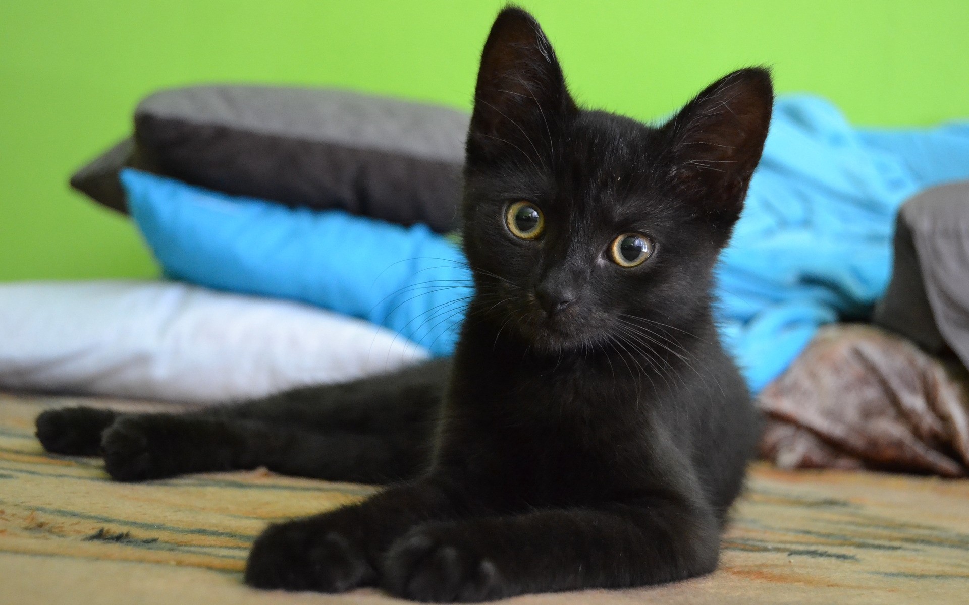 Fonds Décran Chats Chatons Gratuits