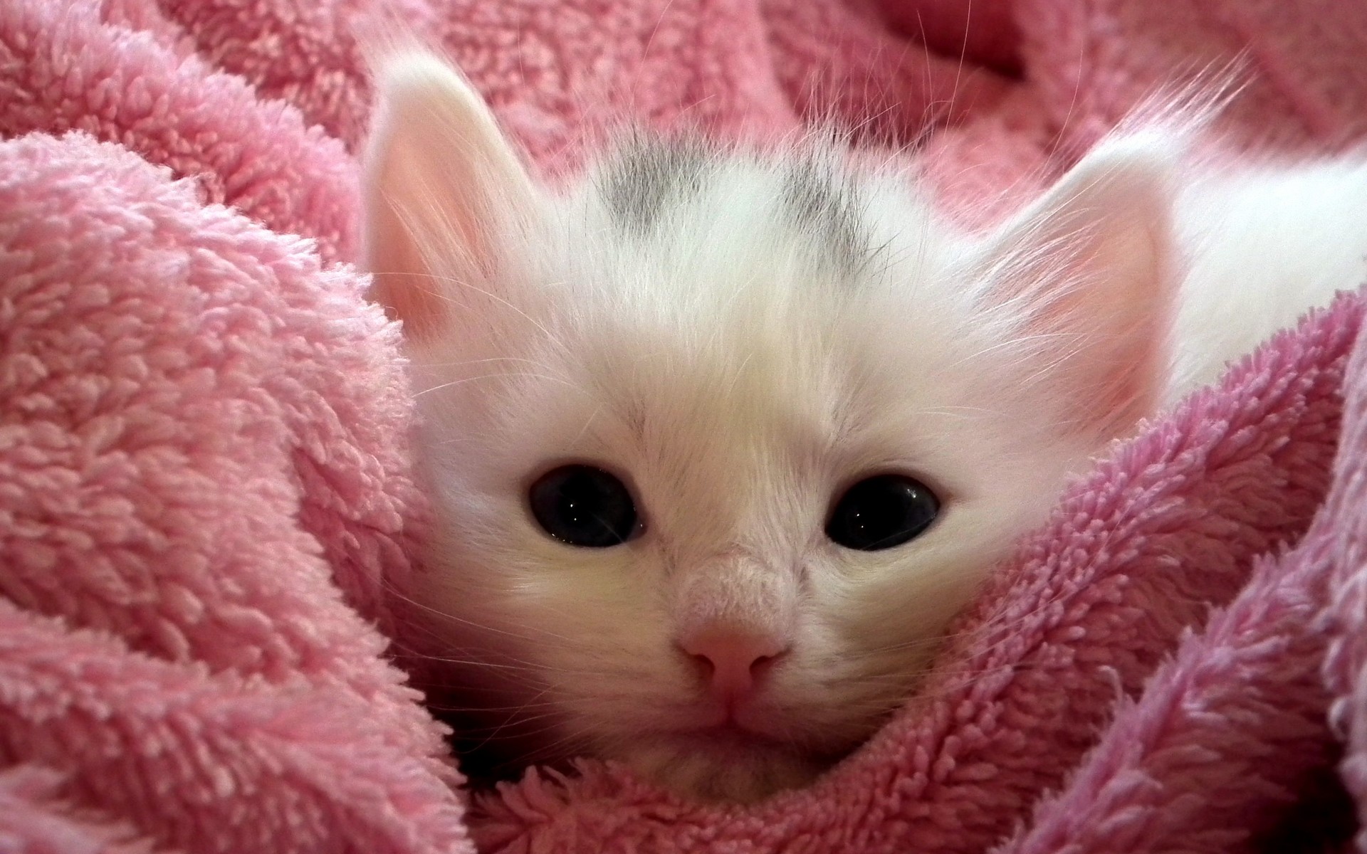 Fond D écran De Chaton Trop Mignon