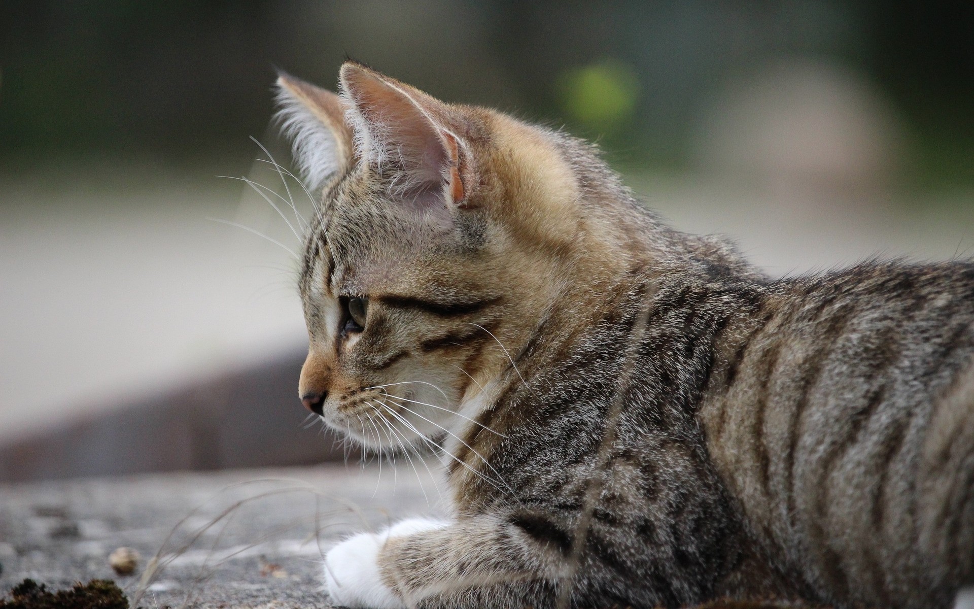 Fonds Décran Chats Chatons Gratuits