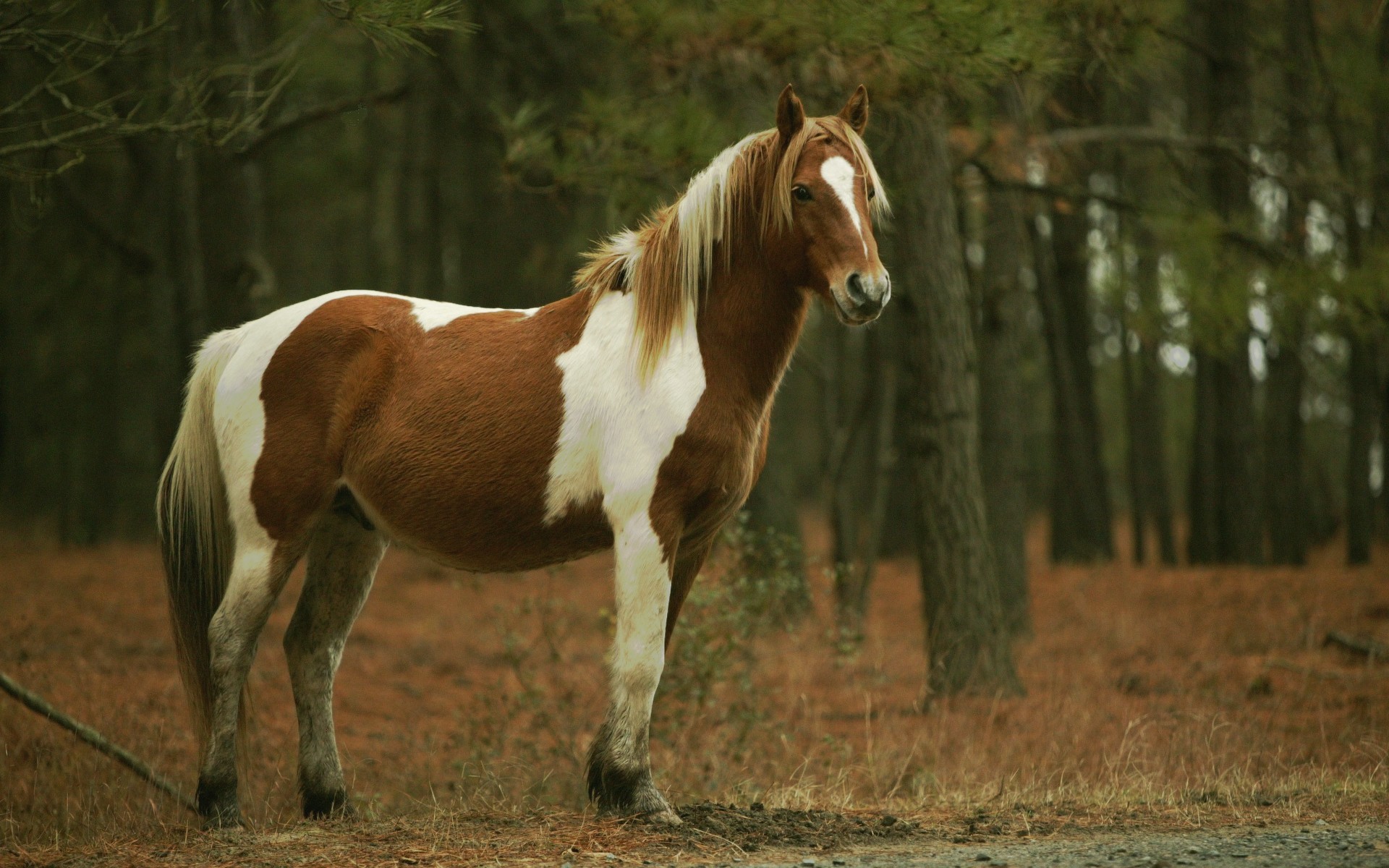 Fonds Décran Chevaux Gratuits