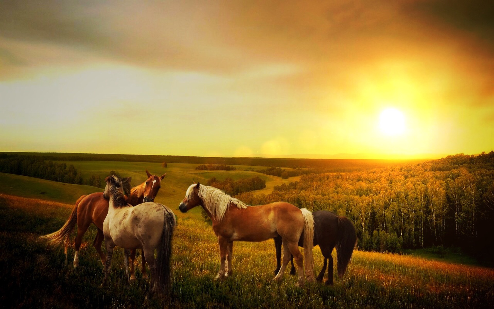 Fonds Décran Chevaux Gratuits