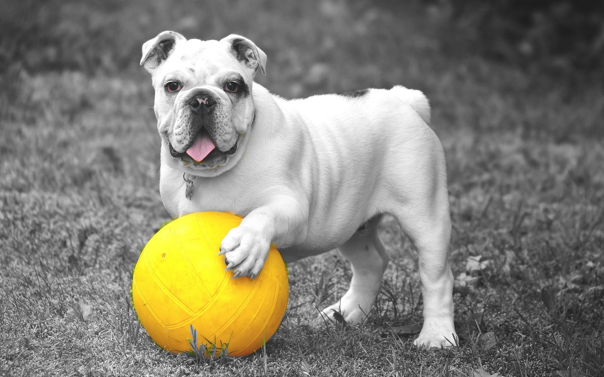 Fonds Décran Chiens Chiots Gratuits