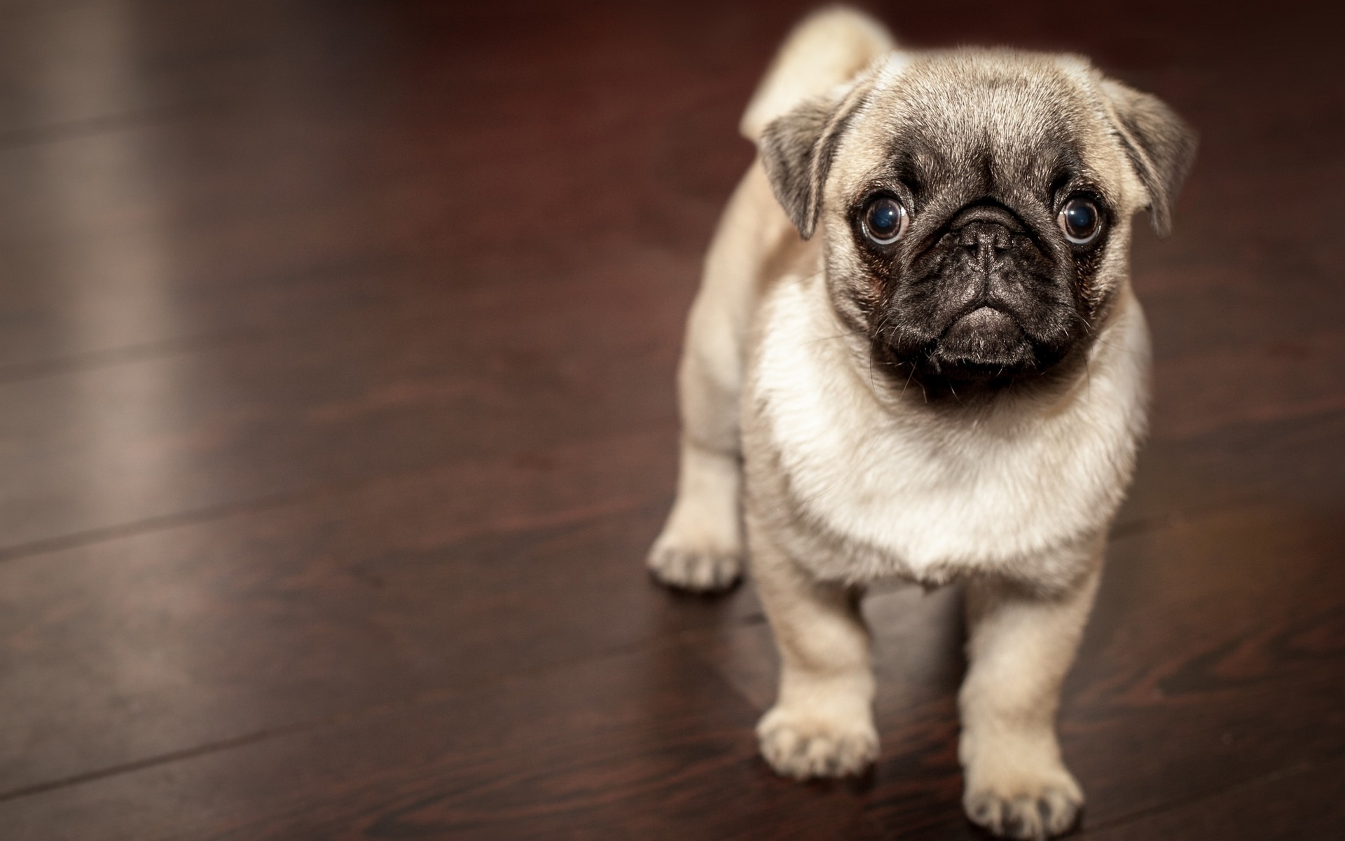 Fonds Décran Chiens Chiots Gratuits