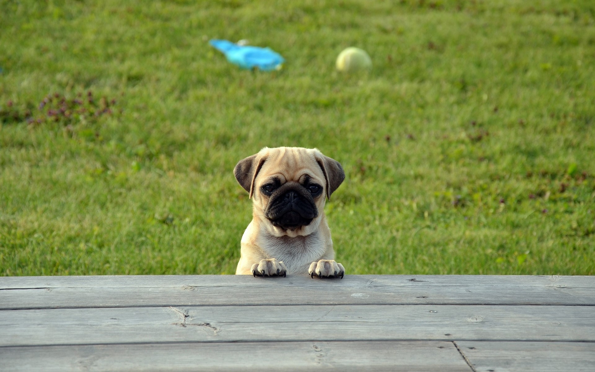 Fonds Décran Chiens Chiots Gratuits