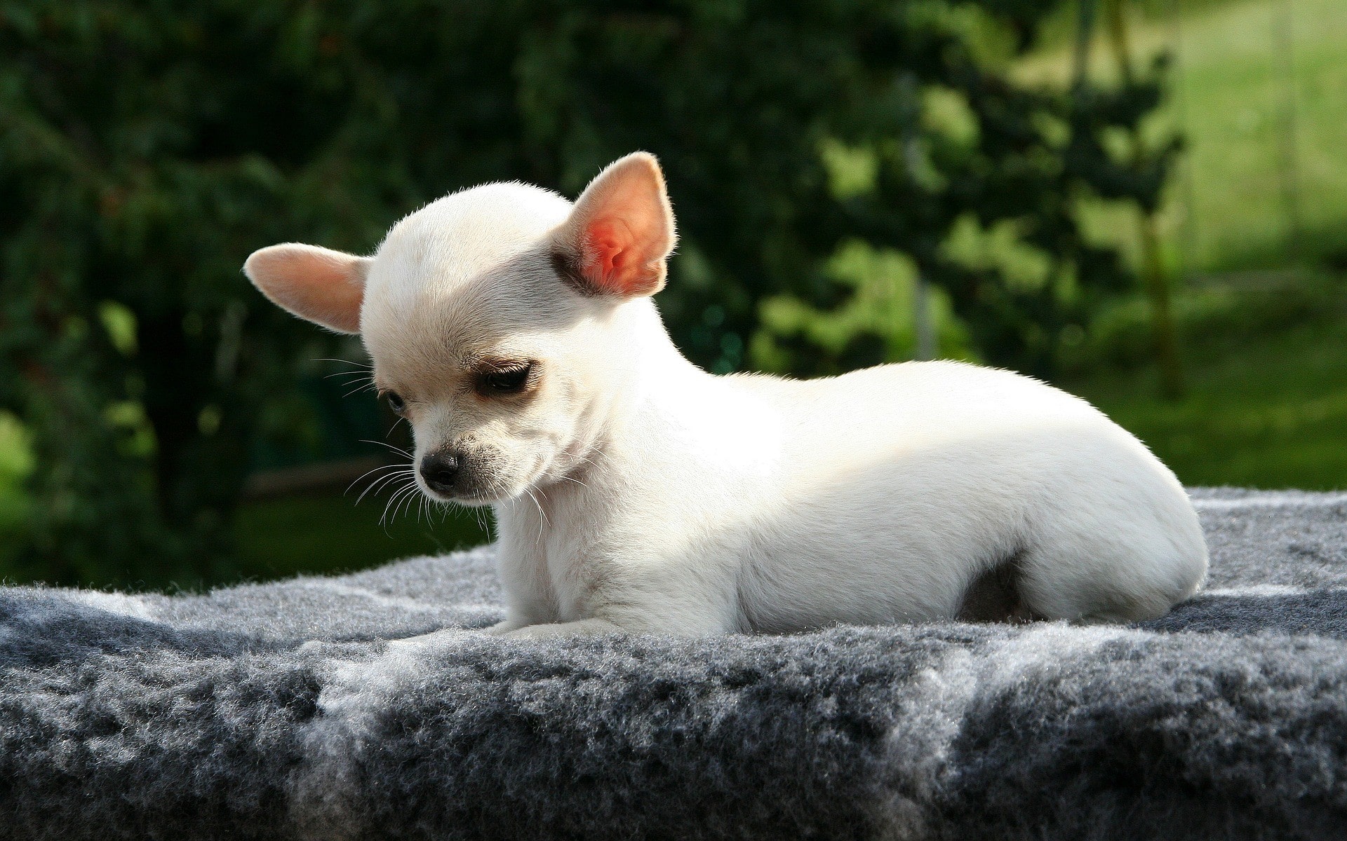 Fonds Décran Chiens Chiots Gratuits