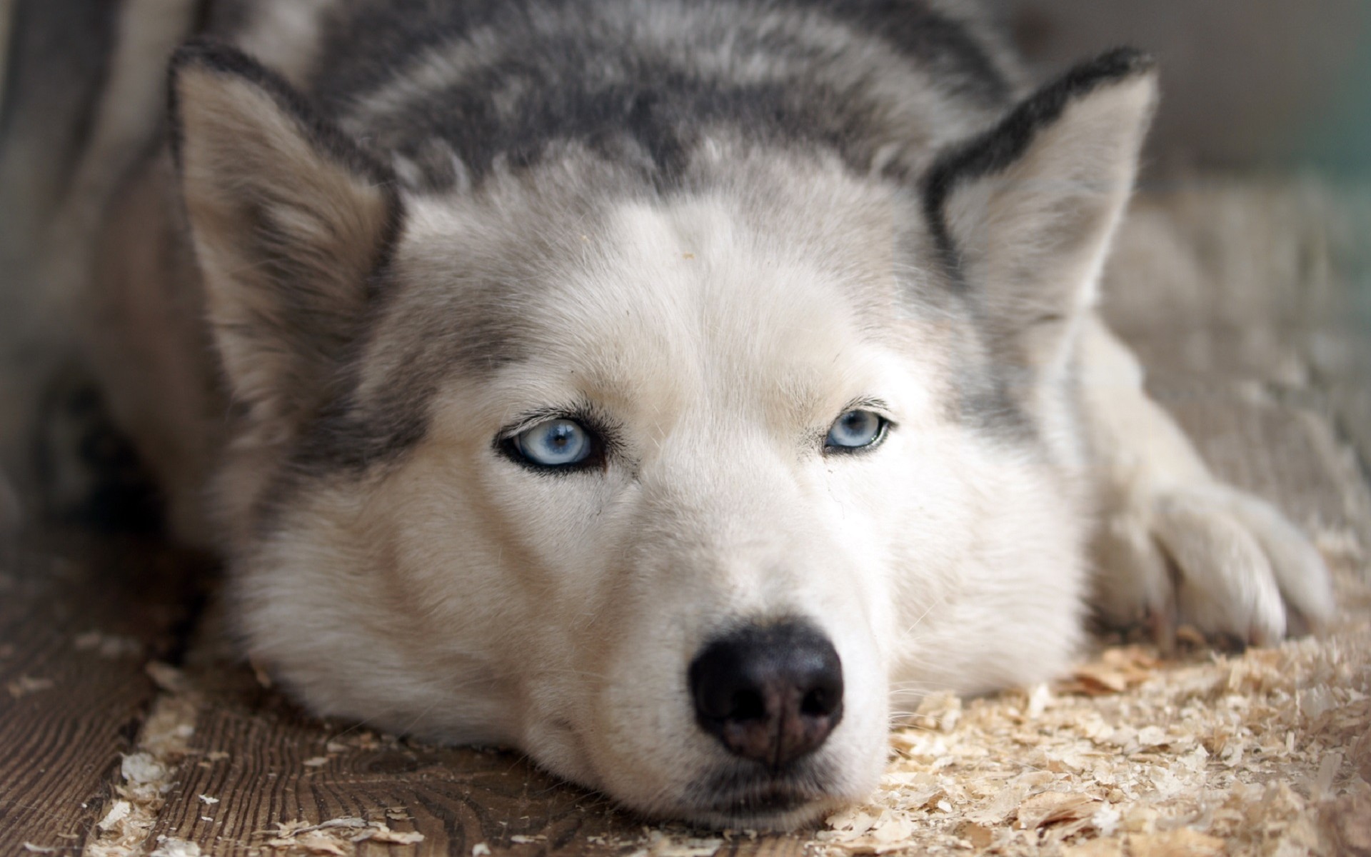 Fonds Décran Chiens Chiots Gratuits