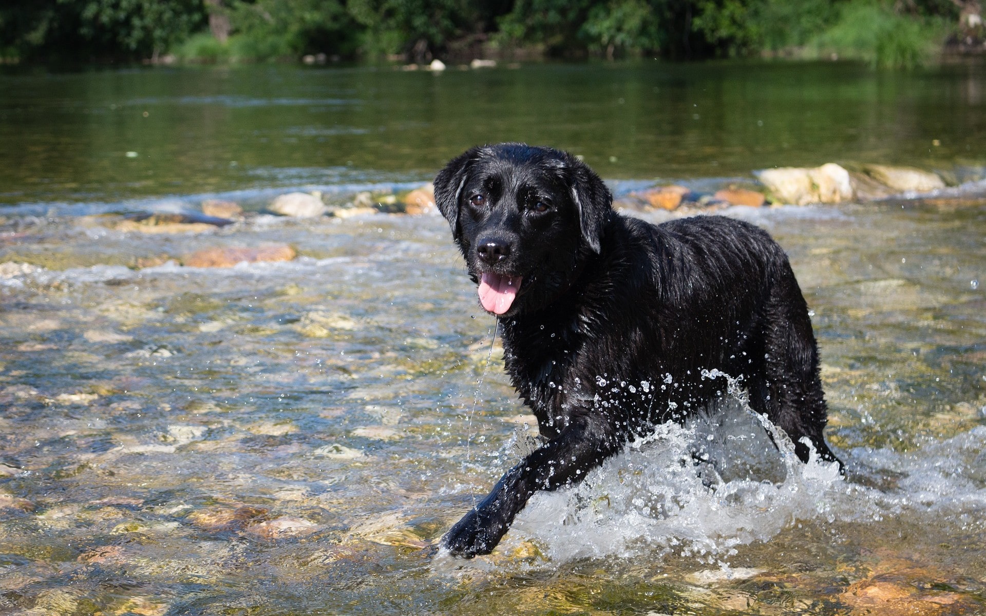 Fonds Décran Chiens Chiots Gratuits