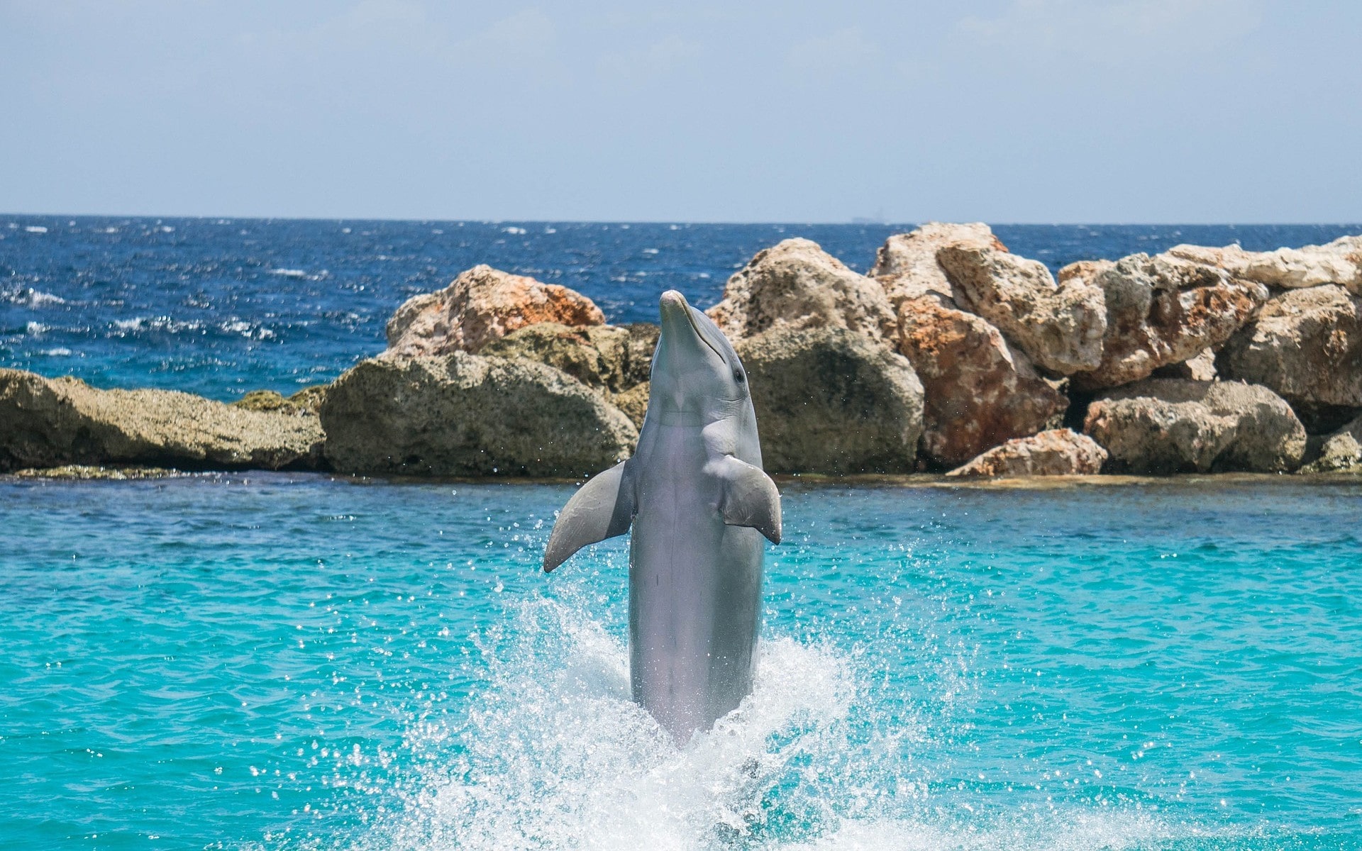 Fonds Décran Dauphins Gratuits