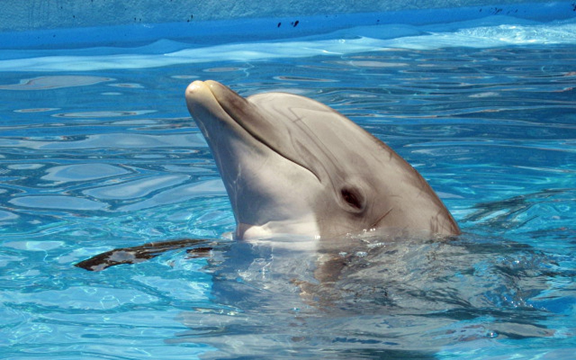 fonds ecran dauphins