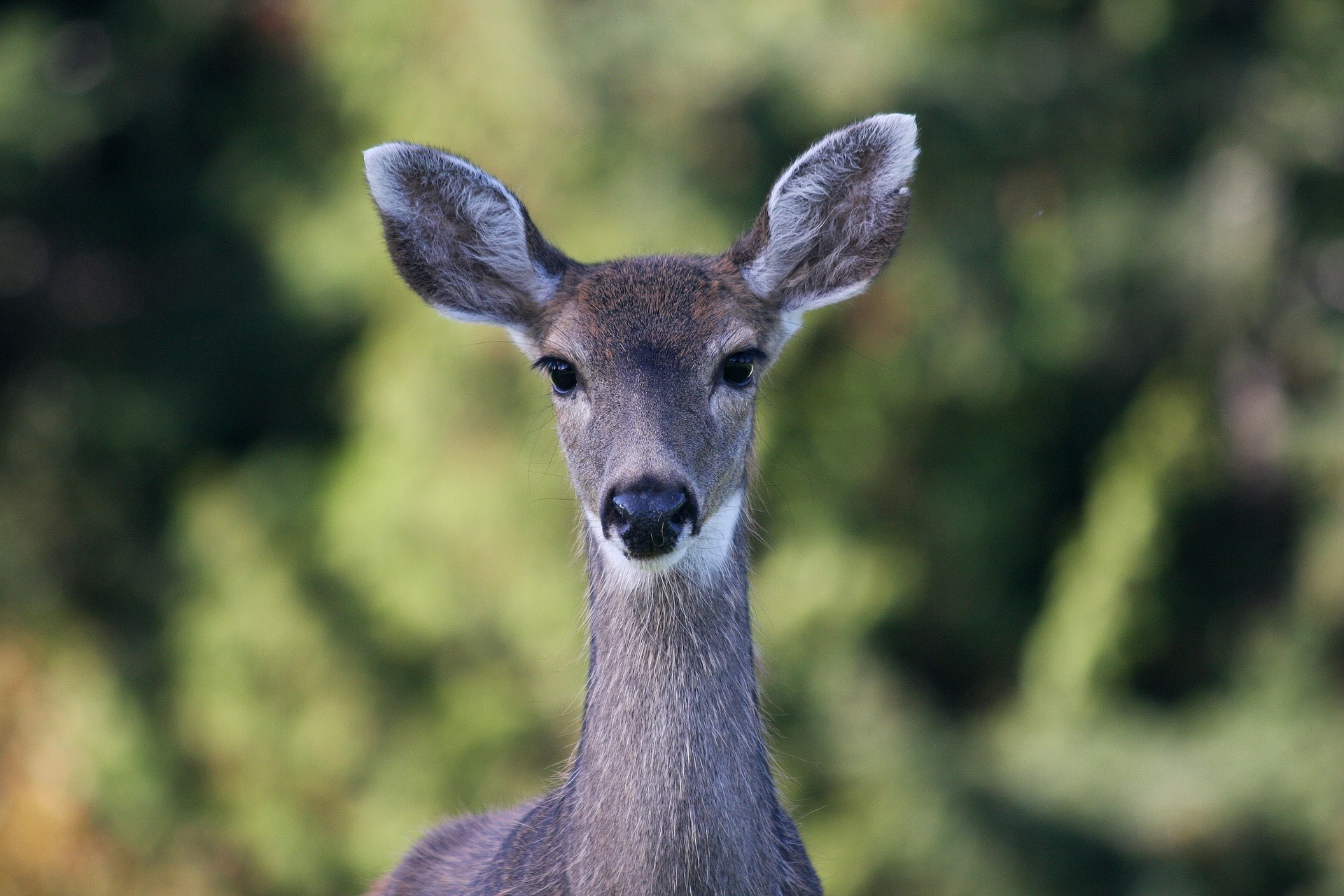 Fonds Décran Animaux De Forêt Gratuits