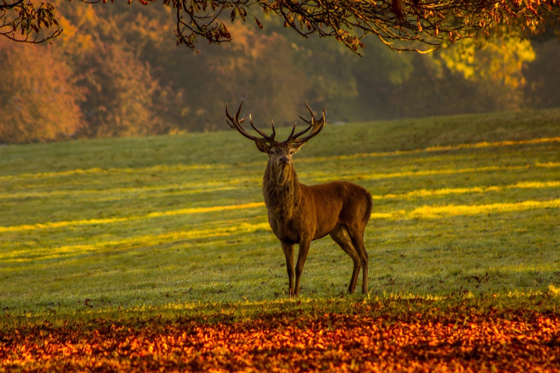 Fonds Décran Animaux De Forêt Gratuits