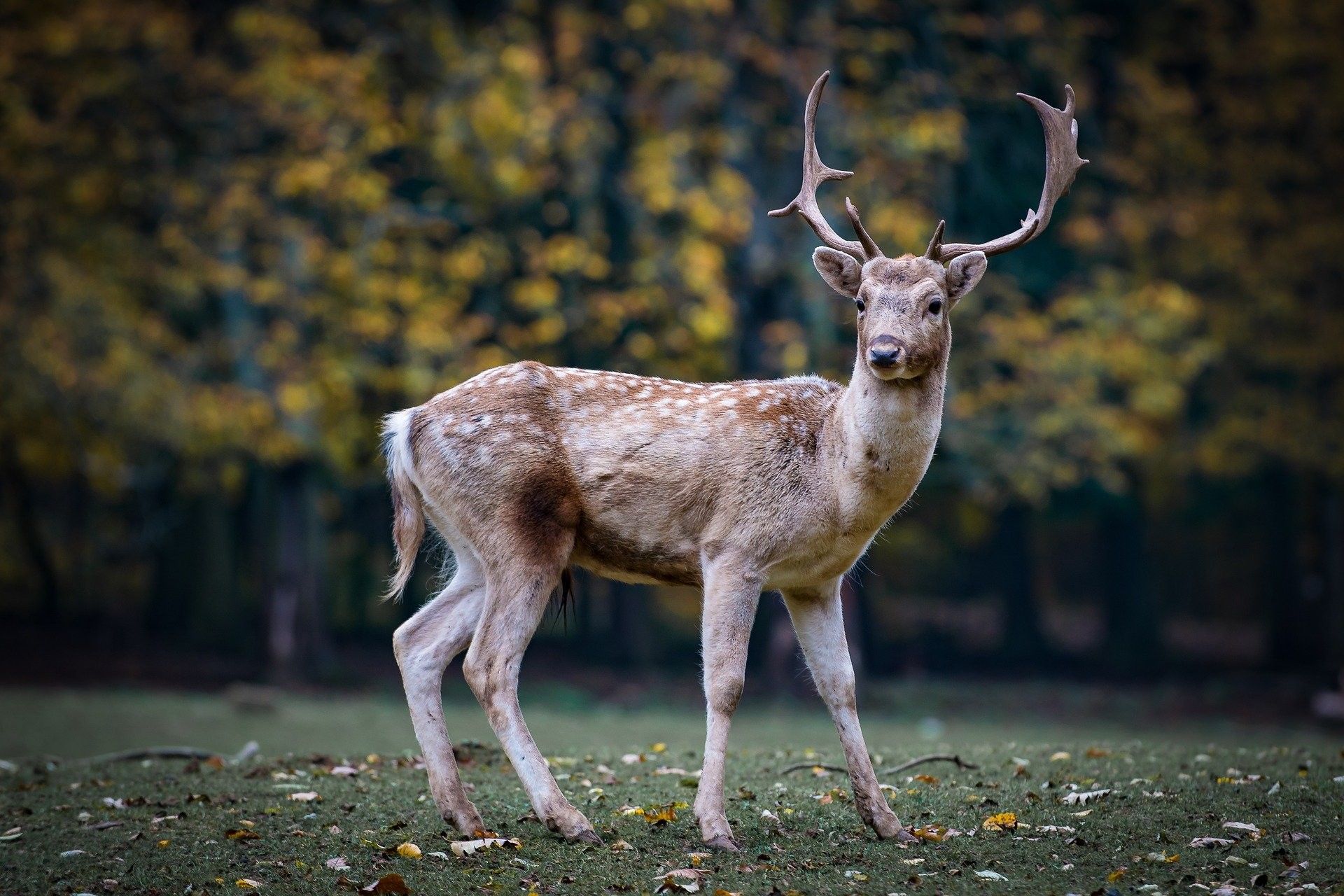 Fonds Décran Animaux De Forêt Gratuits