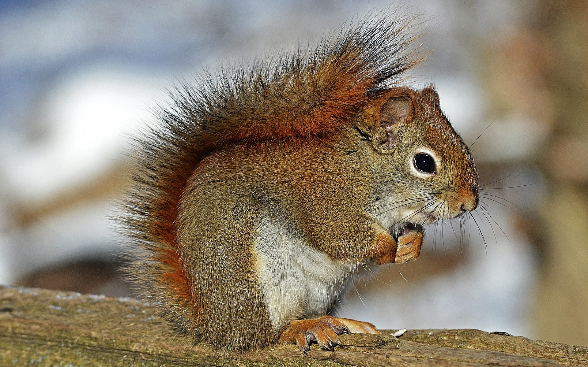 Fonds Décran Animaux De Forêt Gratuits