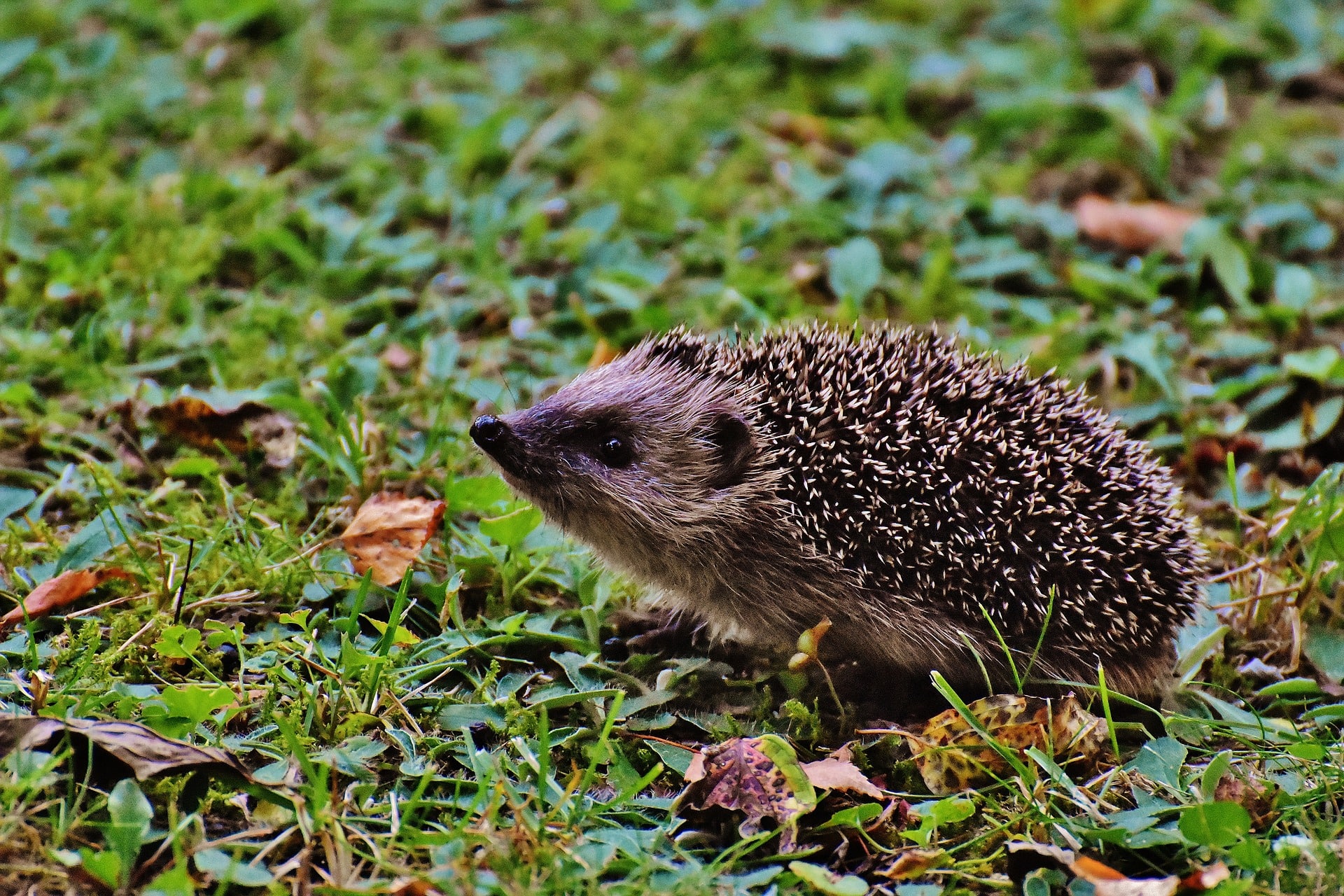 Fonds Décran Animaux De Forêt Gratuits