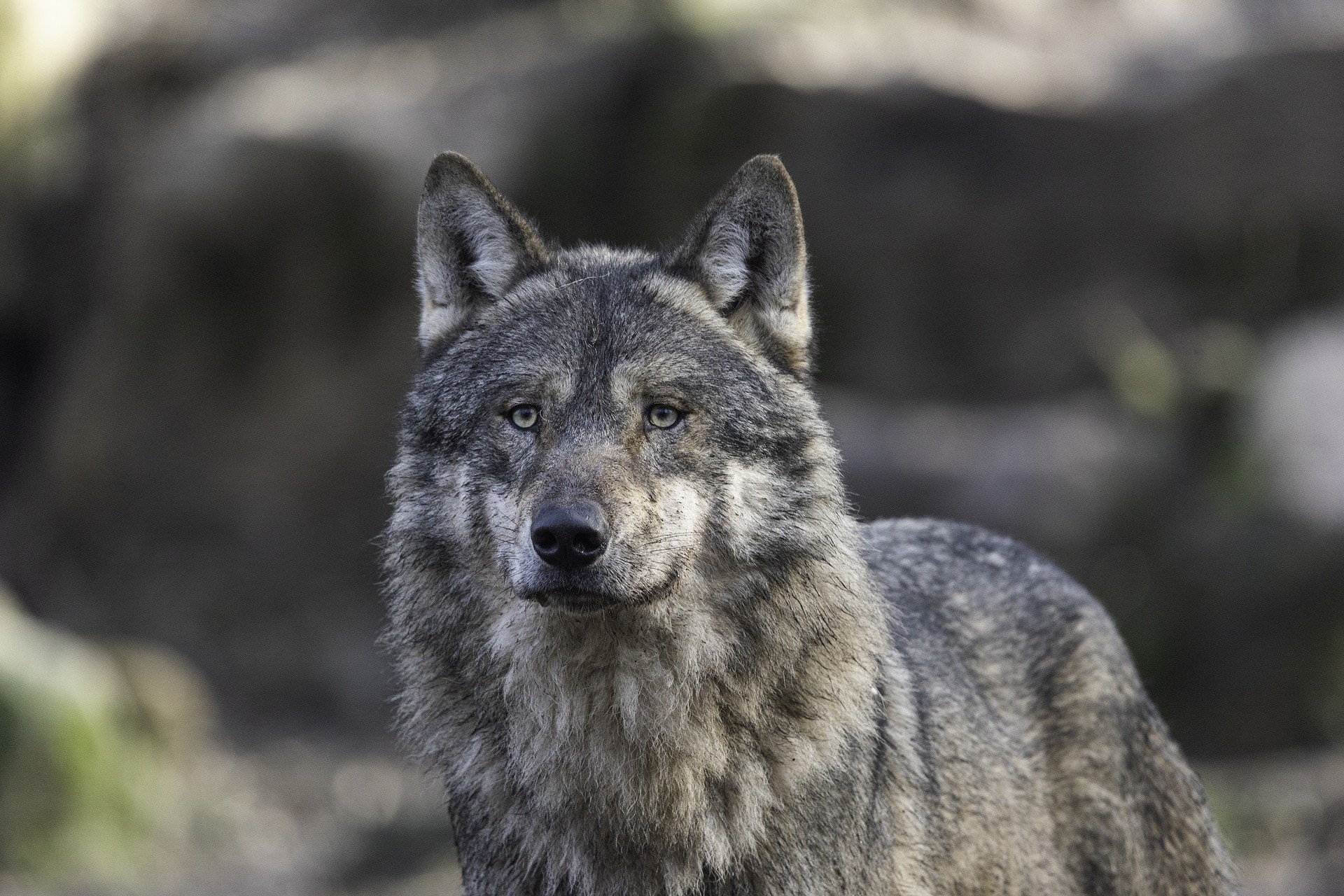 Fonds Décran Animaux De Forêt Gratuits