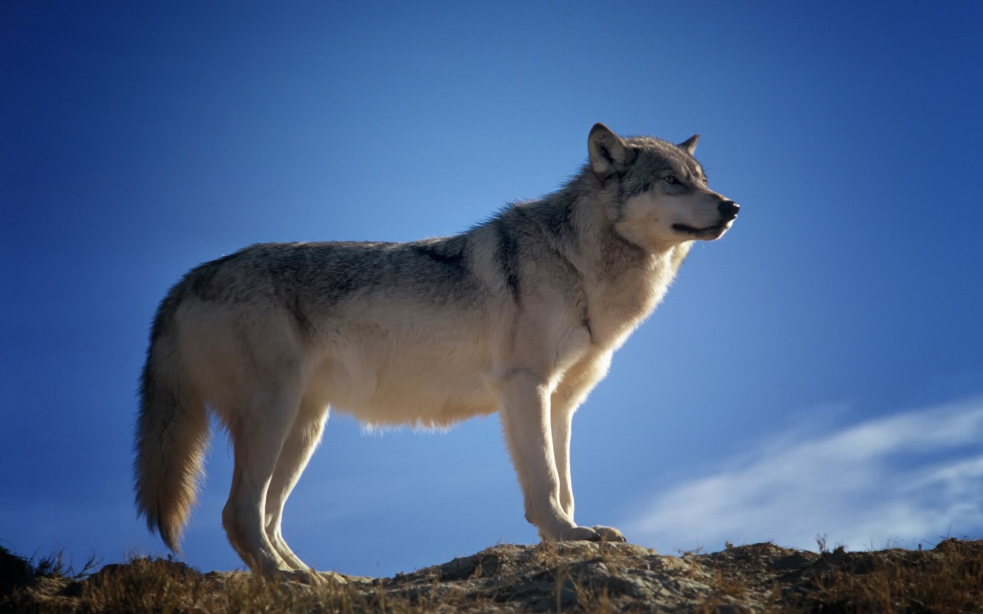 Fonds Décran Animaux De Forêt Gratuits