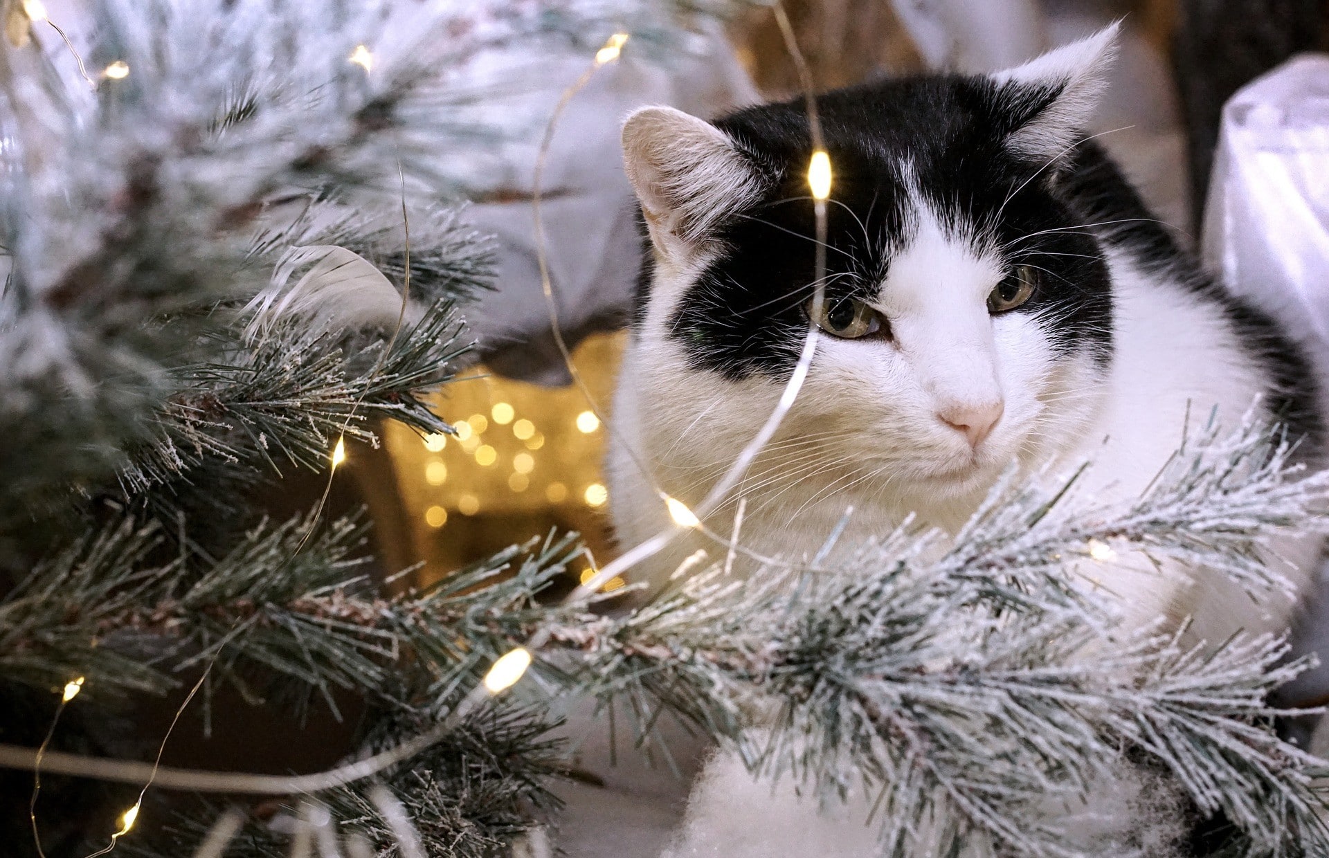 Fonds Décran Animaux De Noël