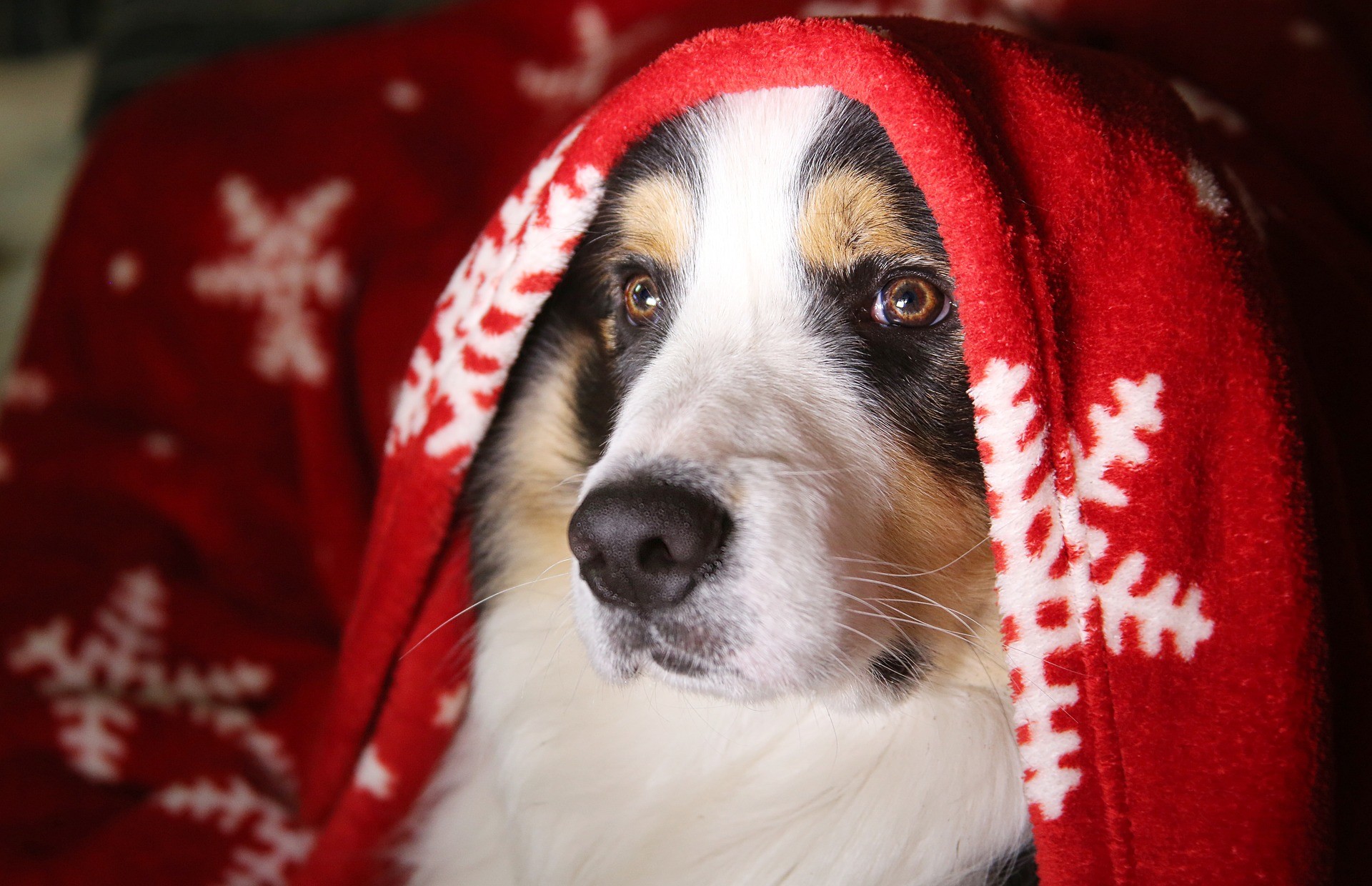 Fonds Décran Animaux De Noël