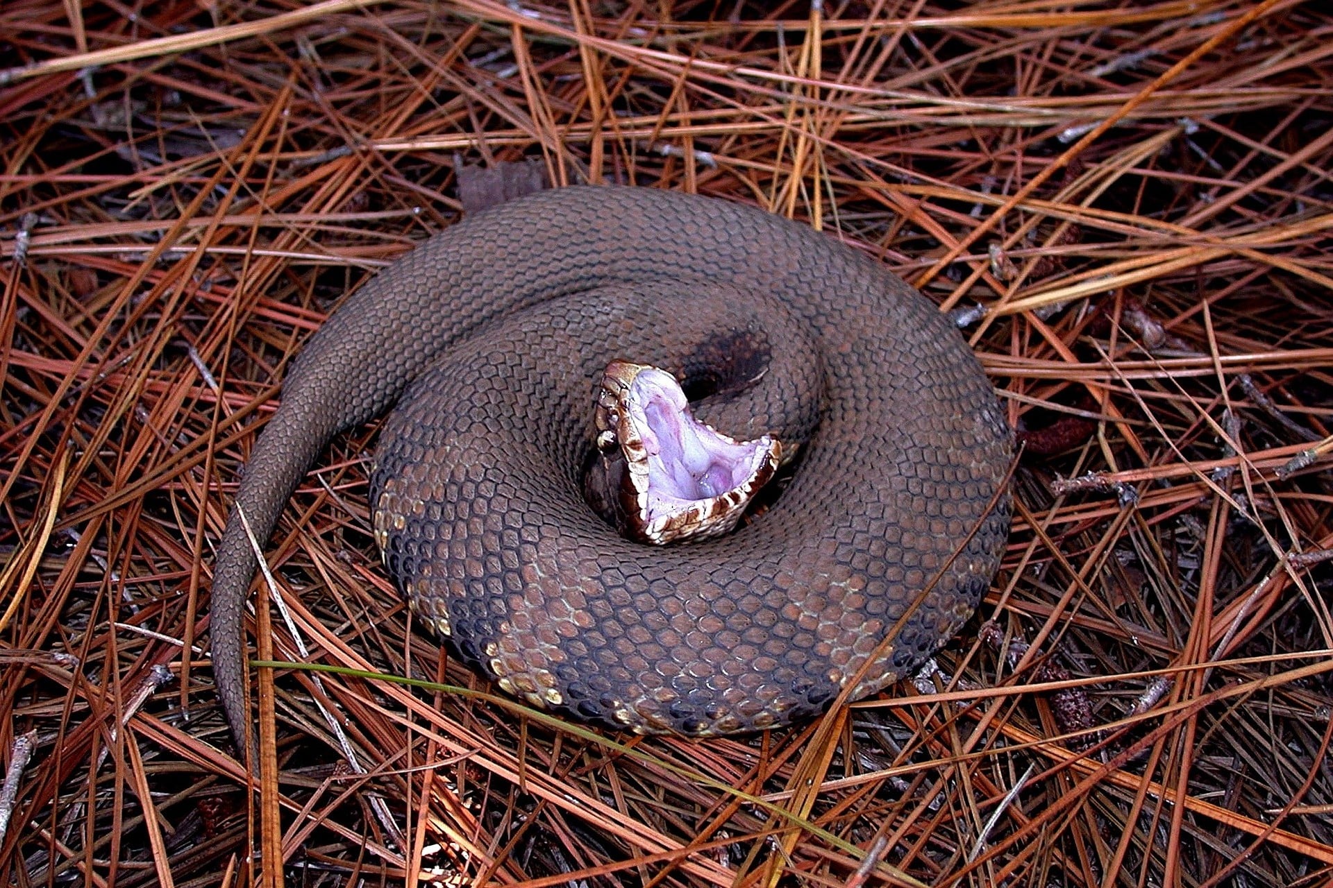 Что значит увидеть змею. Водяной щитомордник змея. Cottonmouth Snake. Восточный щитомордник. Cottonmouth Snake Indiana.