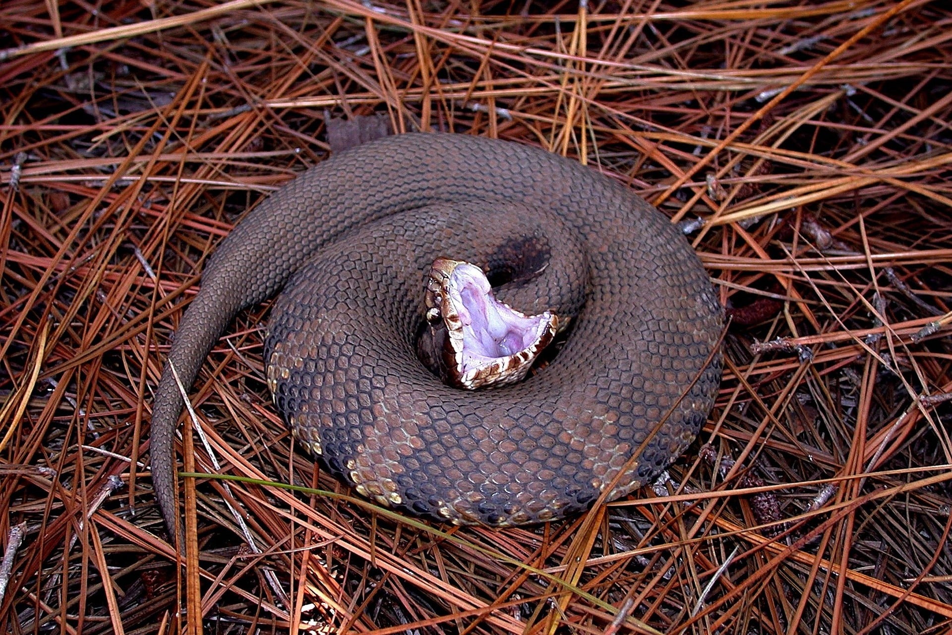 Приснился сон укусила змея. Водяной щитомордник змея. Cottonmouth Snake. Восточный щитомордник. Cottonmouth Snake Indiana.