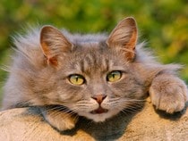Fond d'écran Les Chats - Un chat angora