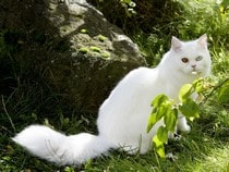 Fond d'écran Les Chats - Un chat blanc aux yeux vairons