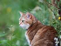 Fond d'écran Les Chats - Un chat tigré brun et blanc