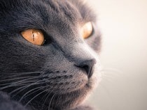 Fond d'écran Les Chats - Un chat Chartreux
