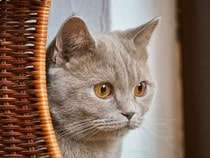 Fond d'écran Les Chats - Un chat Chartreux dans un panier