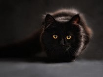 Fond d'écran Les Chats - Un chat noir