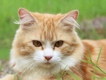 Fond d'écran Les Chats - Un chat roux et blanc