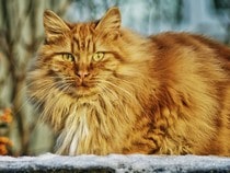 Fond d'écran Les Chats - Un chat persan roux