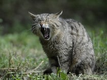 Fond d'écran Les Chats - Un chat sauvage