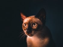 Fond d'écran Les Chats - Un chat Siamois dans le noir