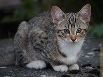 Fond d'écran Les Chats - Un chaton tigré et blanc