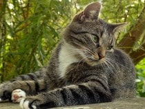 Fond d'écran Les Chats - Un chat tigré