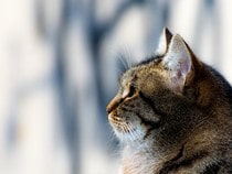 Fond d'écran Les Chats - Un chat tigré